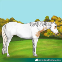 Horse Color:Palomino Splash Tobiano Frame
