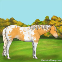 Horse Color:Palomino Tobiano