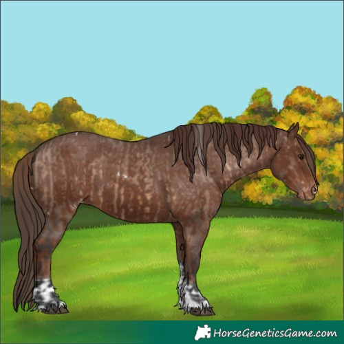 Horse Color:White Spotted Brown Dun Appaloosa  and Liver Chestnut Tobiano Appaloosa 