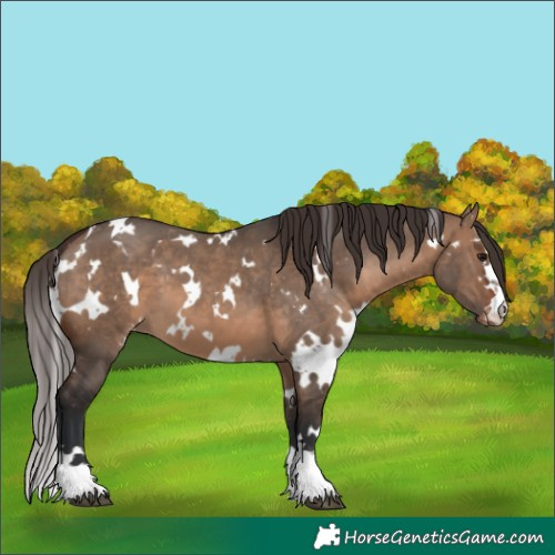Horse Color:White Spotted Brown Dun Appaloosa 