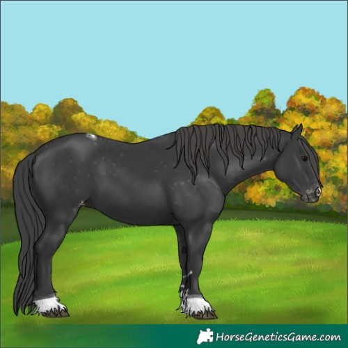Horse Color:Black Tobiano Appaloosa 