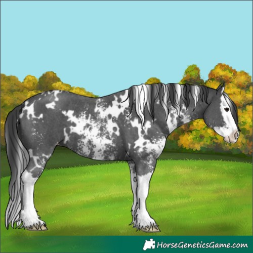 Horse Color:White Spotted Black Sabino Splash Appaloosa 