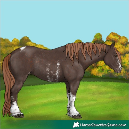 Horse Color:Liver Chestnut Sabino Tobiano Appaloosa Rabicano 