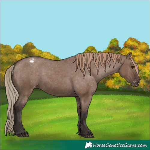 Horse Color:Liver Red Dun Appaloosa