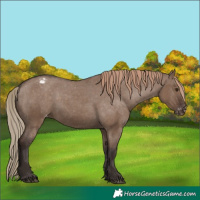 Horse Color:Liver Red Dun Appaloosa