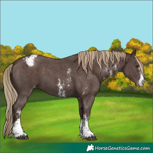 Horse Color:Liver Chestnut Sabino Appaloosa 
