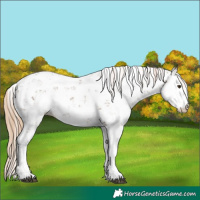 Horse Color:Liver Red Dun Sabino 