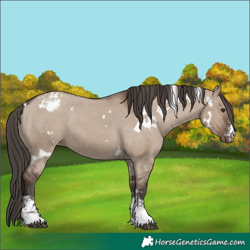 Horse Color:White Spotted Liver Red Dun Sabino Appaloosa 