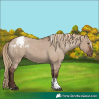 Horse Color:Liver Red Dun Sabino Tobiano Appaloosa 