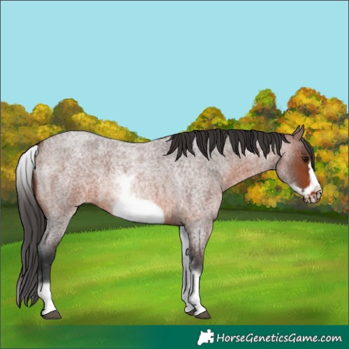 Horse Color:White Spotted Brown Roan Frame 