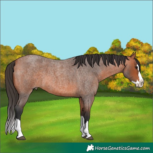 Horse Color:Bay Roan Splash 