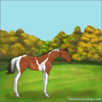 Horse Color:Bay Tobiano 