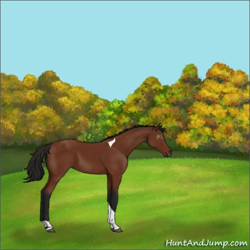 Horse Color:Gray Bay Tobiano 