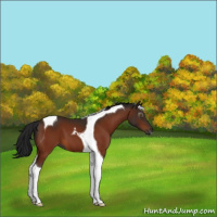 Horse Color:Gray Bay Tobiano 
