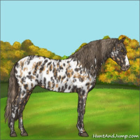Horse Color:Palomino Near Leopard  and Smoky Black Near Leopard 