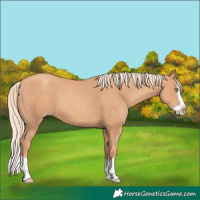 Horse Color:Gold Champagne Splash