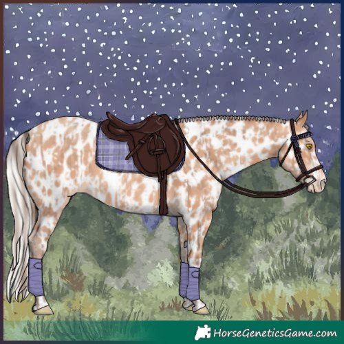 Horse Color:Amber Champagne Appaloosa and Silver Amber Champagne Appaloosa