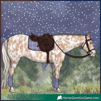 Horse Color:Amber Champagne Appaloosa  and Silver Amber Champagne Appaloosa 