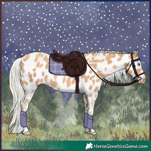 Horse Color:Gold Cream Champagne Appaloosa  and Gold Cream Champagne Appaloosa Rabicano 