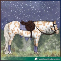 Horse Color:Gold Cream Champagne Appaloosa  and Gold Cream Champagne Appaloosa Rabicano 