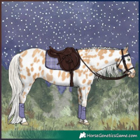 Horse Color:Gold Cream Champagne Appaloosa  and Gold Cream Champagne Appaloosa Rabicano 