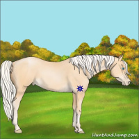 Horse Color:Silver Buckskin Pearl