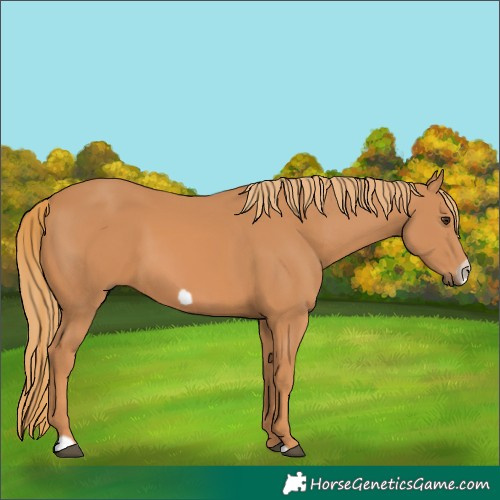 Horse Color:Chestnut Frame 