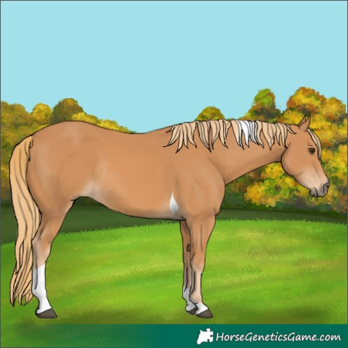 Horse Color:Chestnut Tobiano Rabicano
