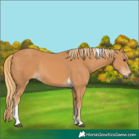 Horse Color:Chestnut Tobiano Rabicano 