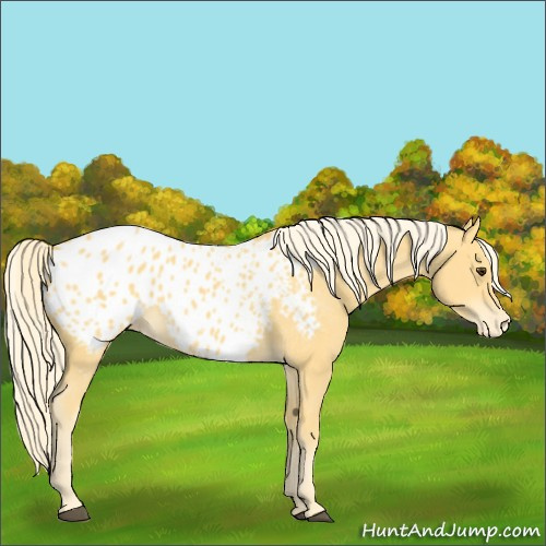 Horse Color:Palomino Appaloosa 