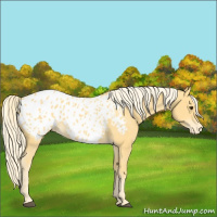 Horse Color:Palomino Appaloosa 