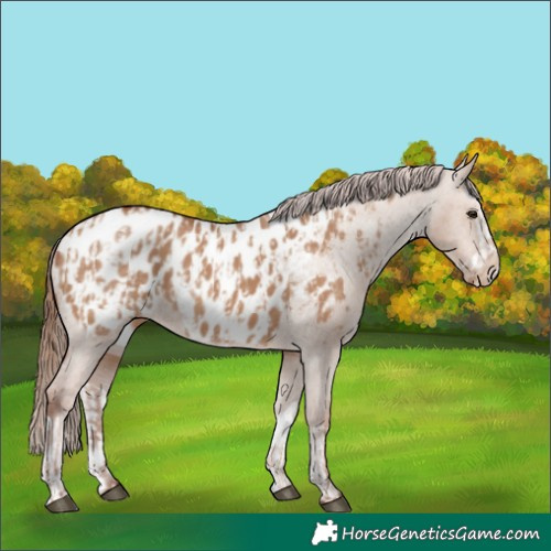 Horse Color:Red Dun Appaloosa  and Red Dun Splash Appaloosa 