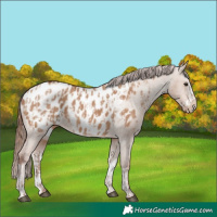 Horse Color:Red Dun Appaloosa  and Red Dun Splash Appaloosa 