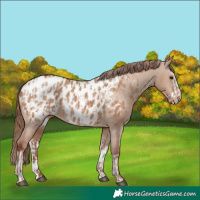 Horse Color:Red Dun Appaloosa and Red Dun Splash Appaloosa