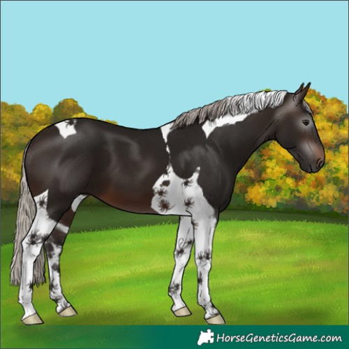 Horse Color:Gray Silver Brown Tobiano