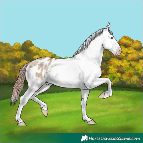 Horse Color:Classic Champagne Dun Appaloosa Brindle 