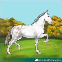 Horse Color:Classic Champagne Dun Appaloosa Brindle 