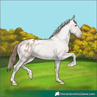 Horse Color:Classic Champagne Dun Appaloosa Brindle 
