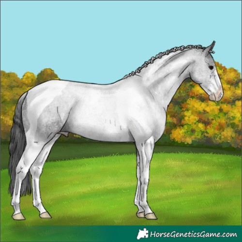 Horse Color:Black Sabino Tobiano 