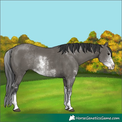 Horse Color:Grullo Sabino Rabicano