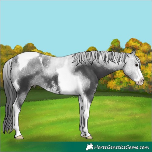 Horse Color:Black Sabino Tobiano