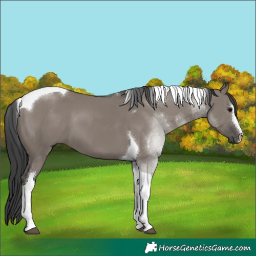 Horse Color:Grullo Sabino Tobiano 