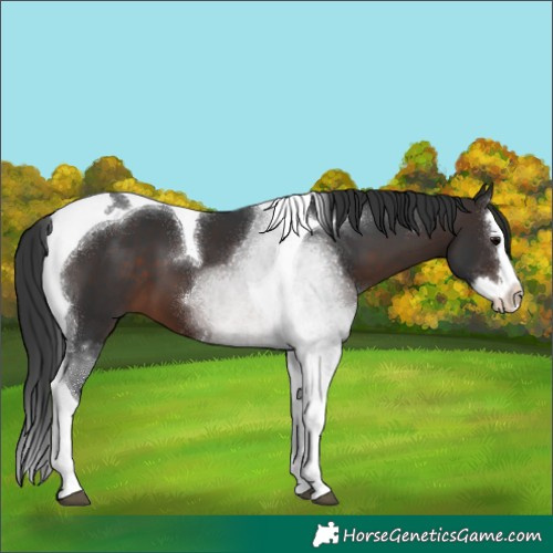 Horse Color:Brown Sabino Splash Tobiano