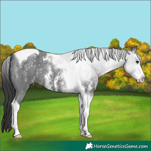 Horse Color:Black Sabino Tobiano 