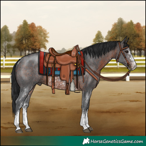 Horse Color:Brown Sabino Rabicano 