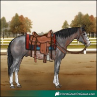 Horse Color:Brown Sabino Rabicano 