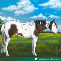 Horse Color:Brown Splash Tobiano