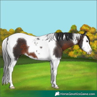 Horse Color:Brown Splash Tobiano