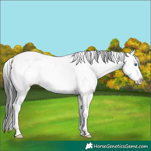 Horse Color:Grullo Sabino Splash 