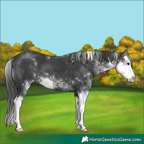 Horse Color:Black Sabino Splash